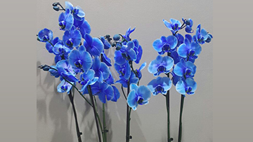 Mavi Orkide Hakkında Bilgilendirme