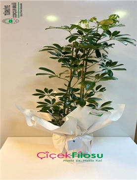 Vize Yerel Çiçekçi